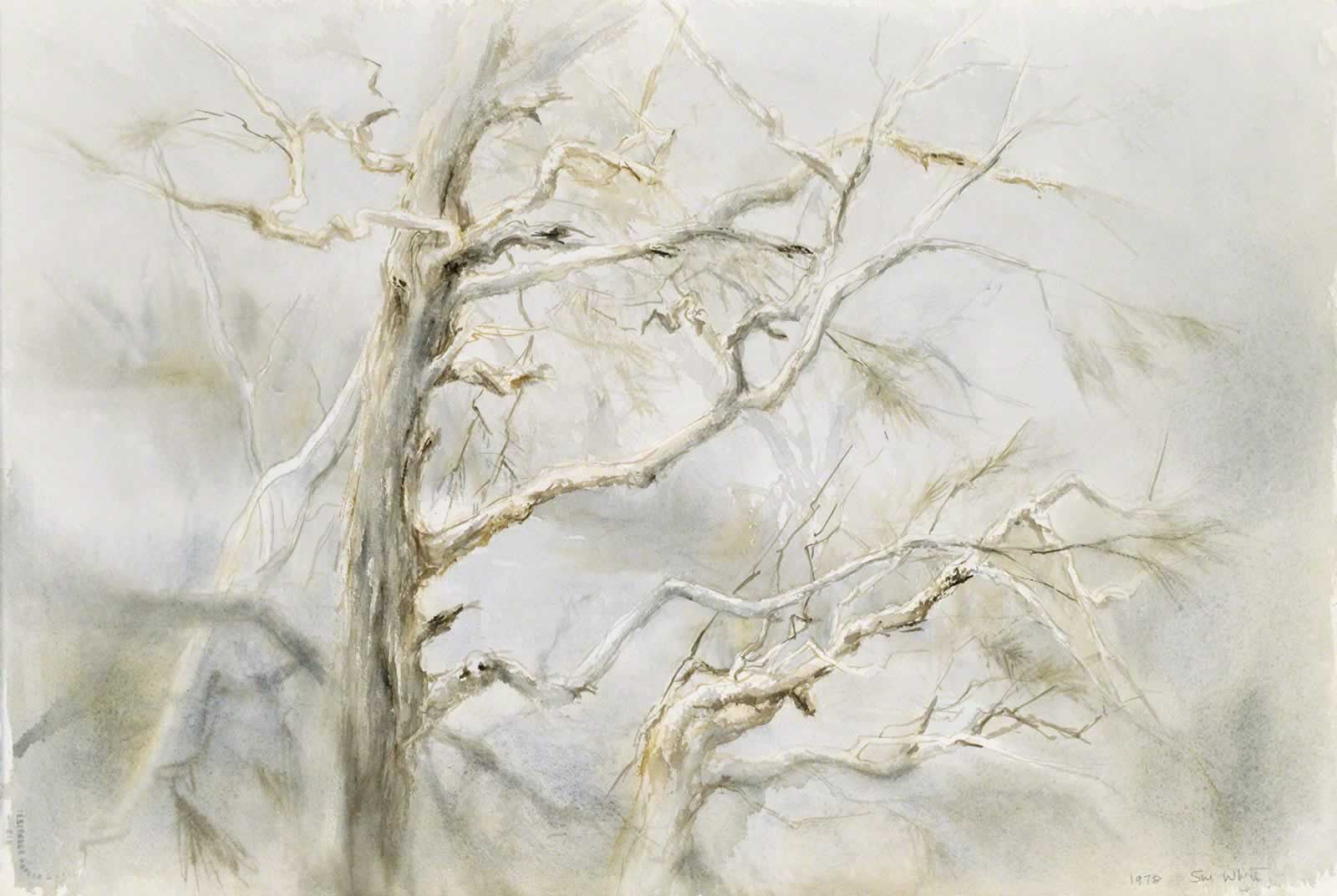 Gnarled Pines, Jindabyne by Susan Dorothea White