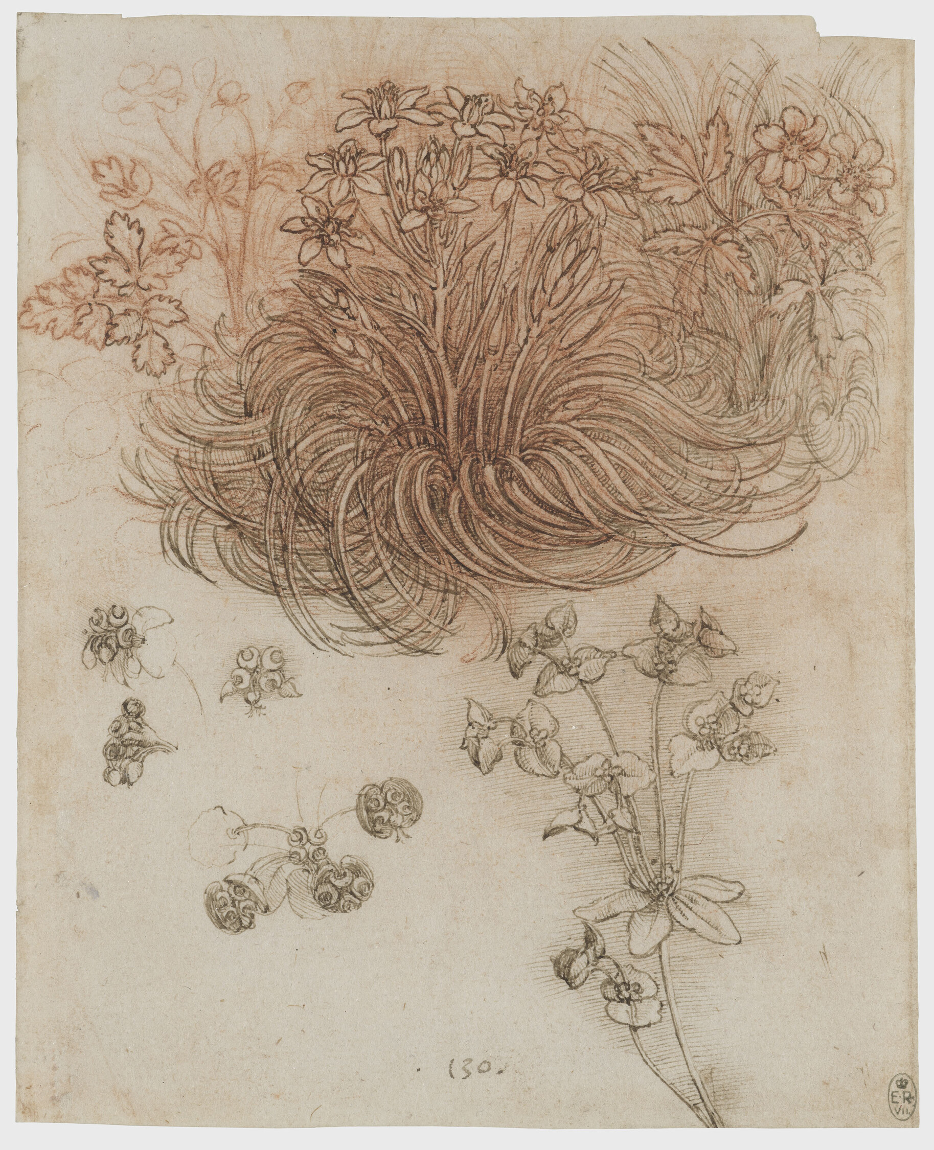Leda has a Bad Hair Day - Star of Bethlehem Plant by  Susan D White