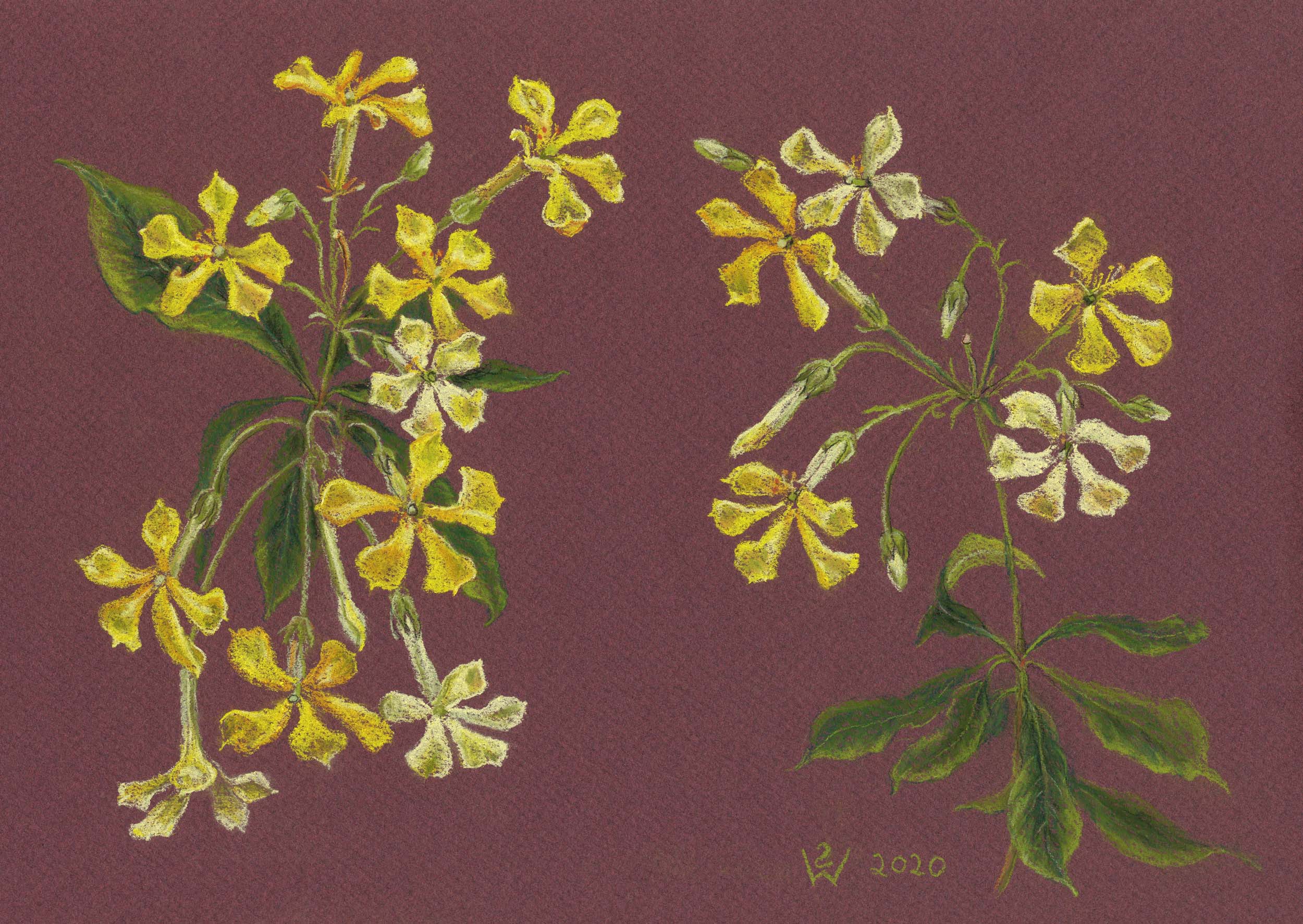 Native Frangipani Flowers by Susan Dorothea White