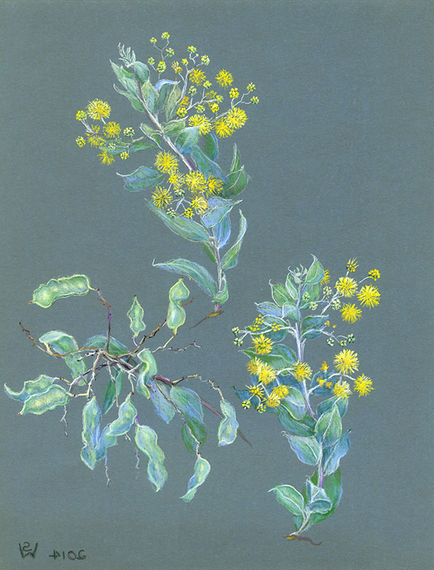 Queensland Silver Wattle (Acacia podalyriifolia) and Seedpods by Susan Dorothea White
