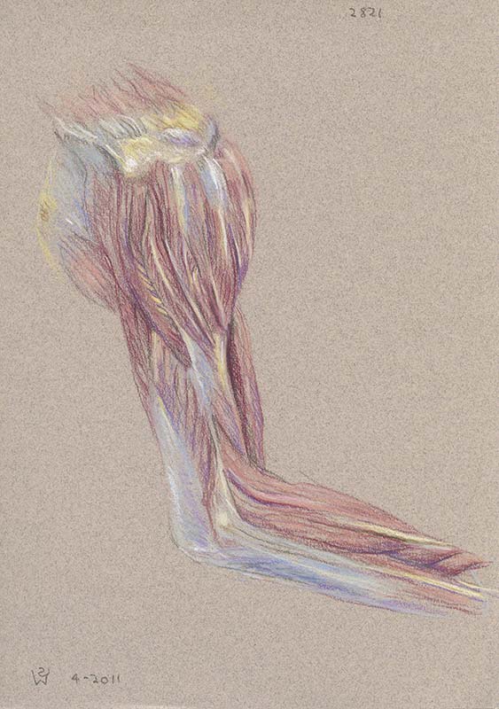 Shoulder, Arm and Elbow (right, lateral view): Muscles and Fascia by Susan Dorothea White