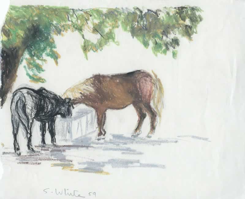 Two Horses at Trough, Ivymeade, Burnside by Susan Dorothea White