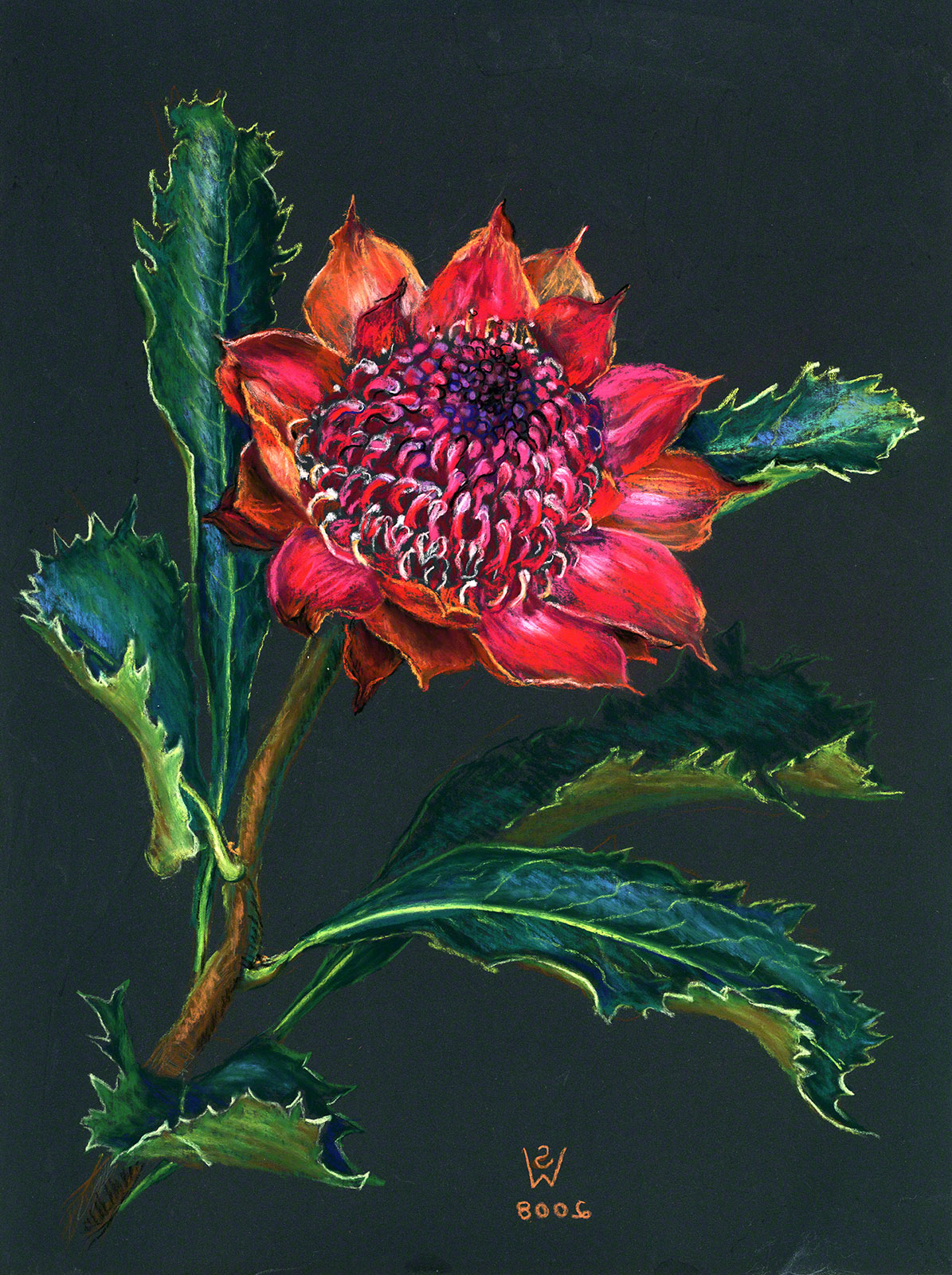 Waratah (goldpoint and pastel) by Susan Dorothea White