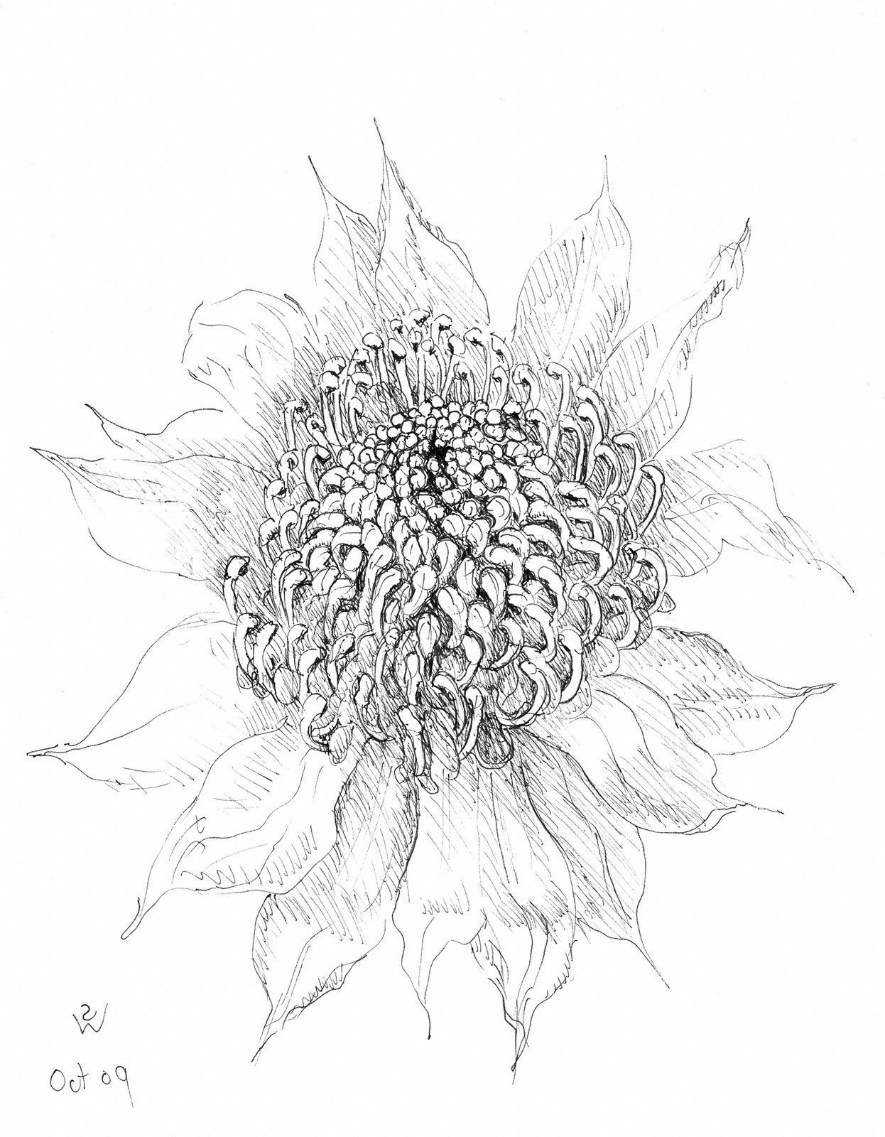 Waratah (pen) by Susan Dorothea White