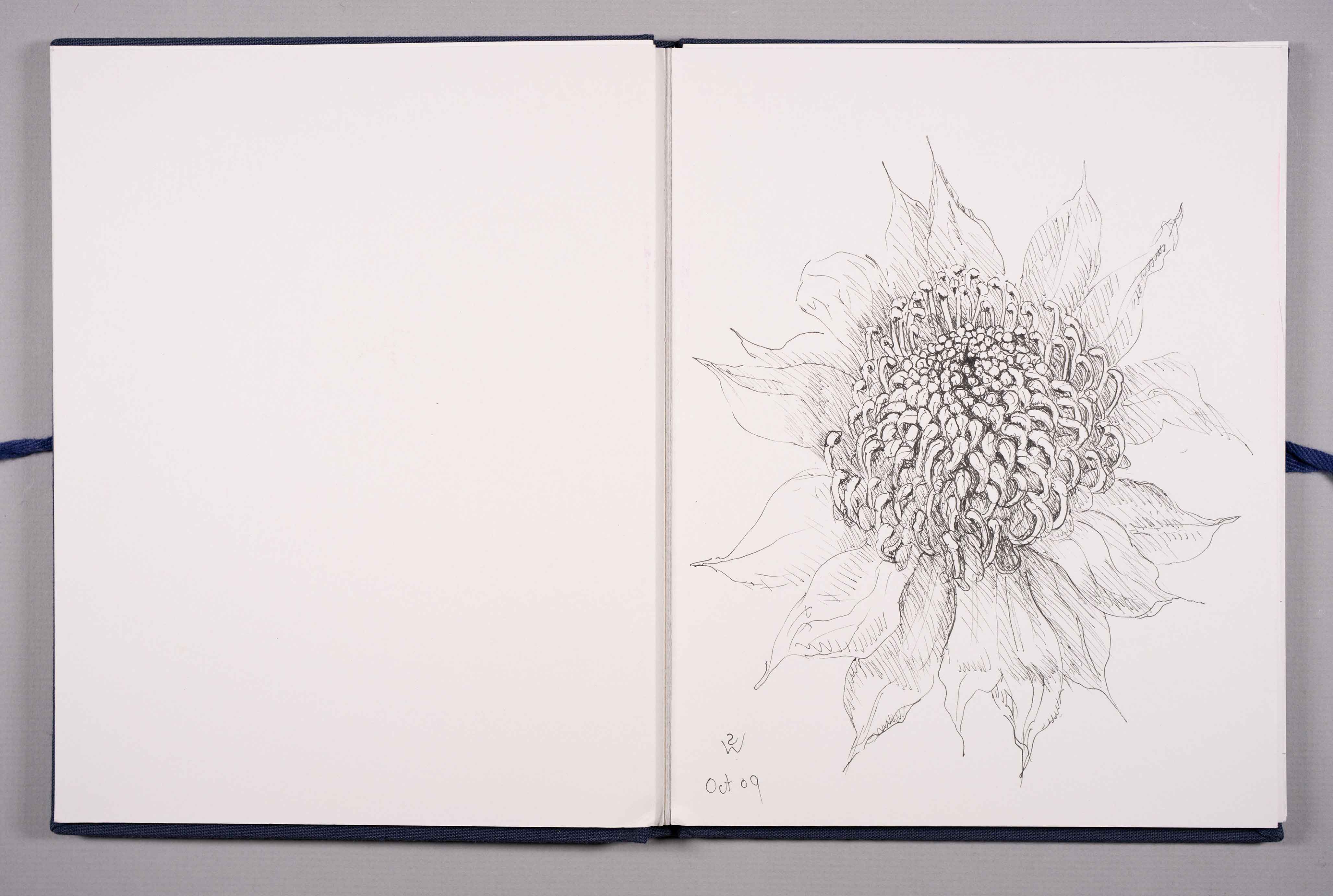 Waratah by  Susan D White