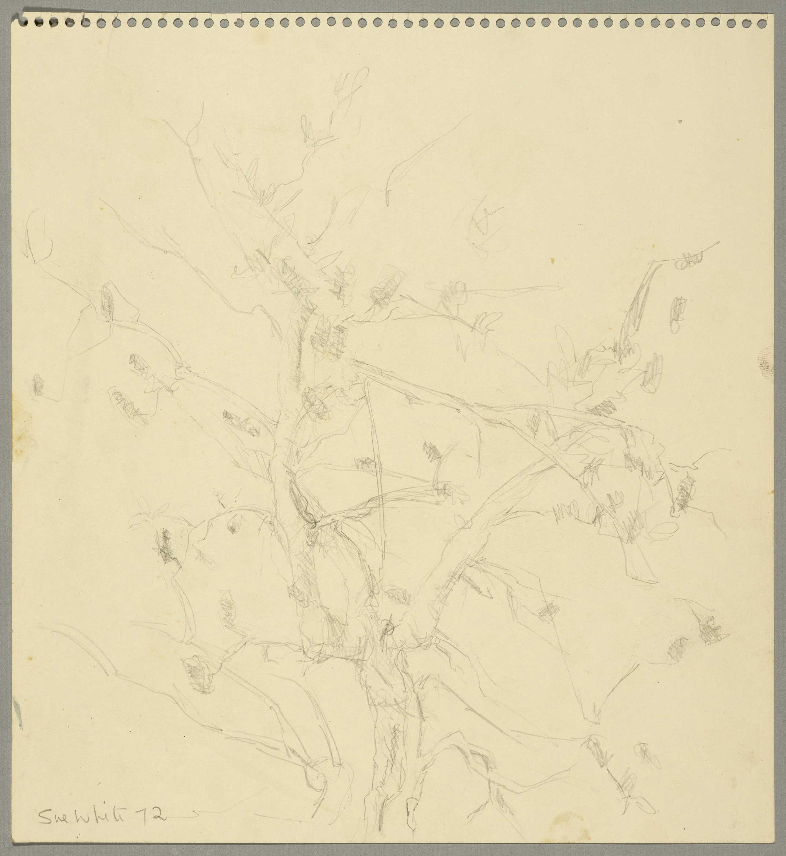 Banksia by  Susan D White